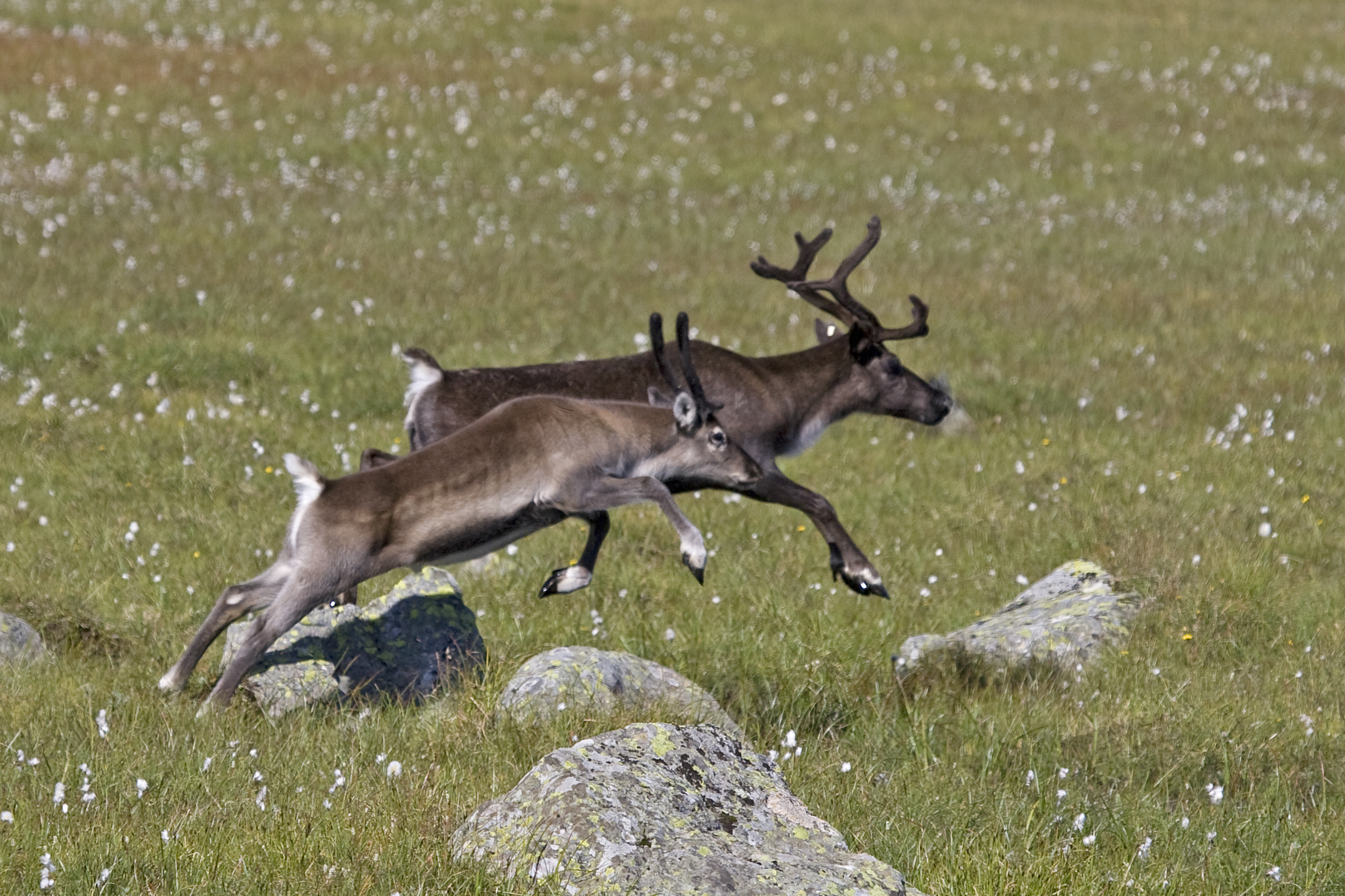 Tamrein (Rangifer tarandus)