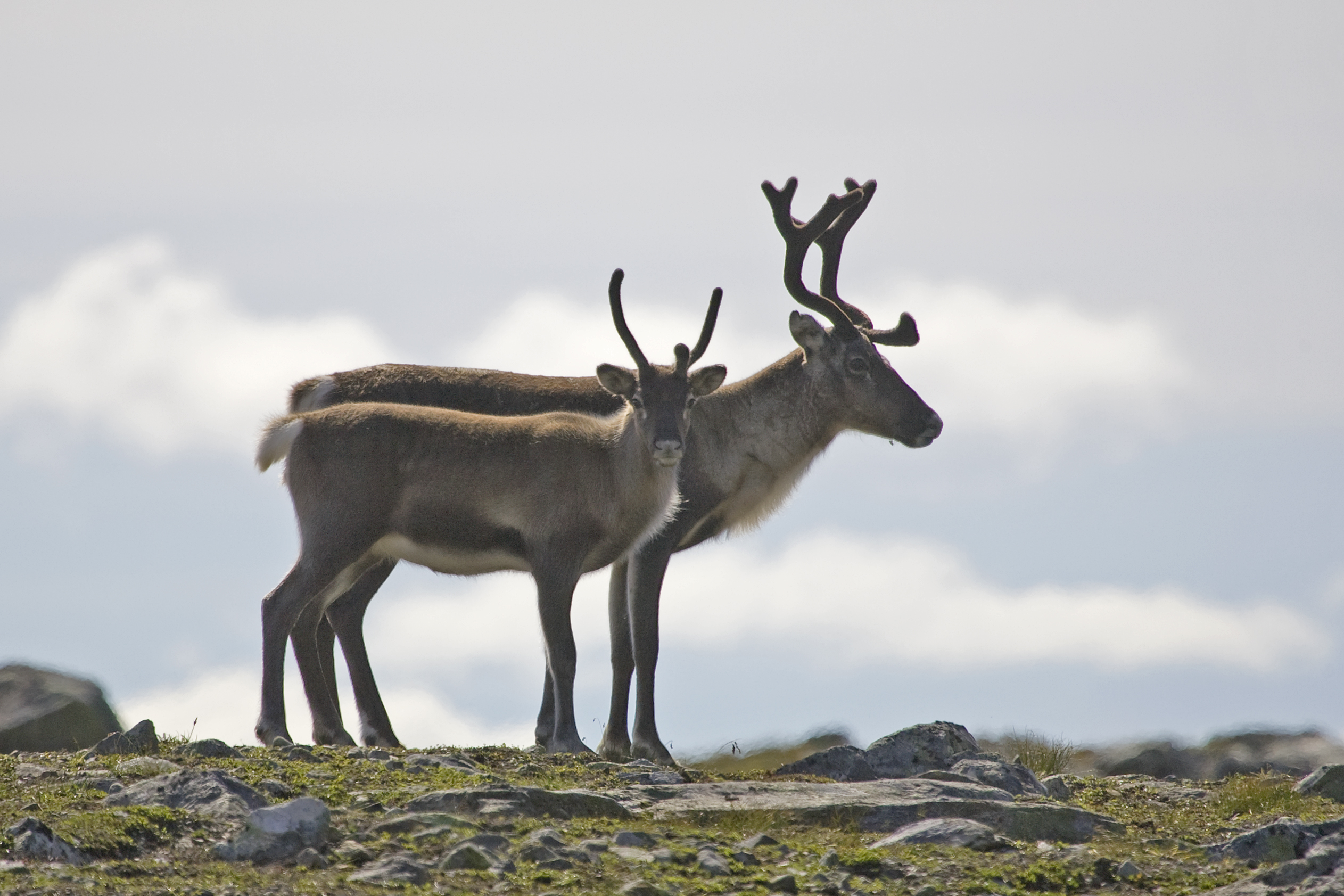 Tamrein (Rangifer tarandus)