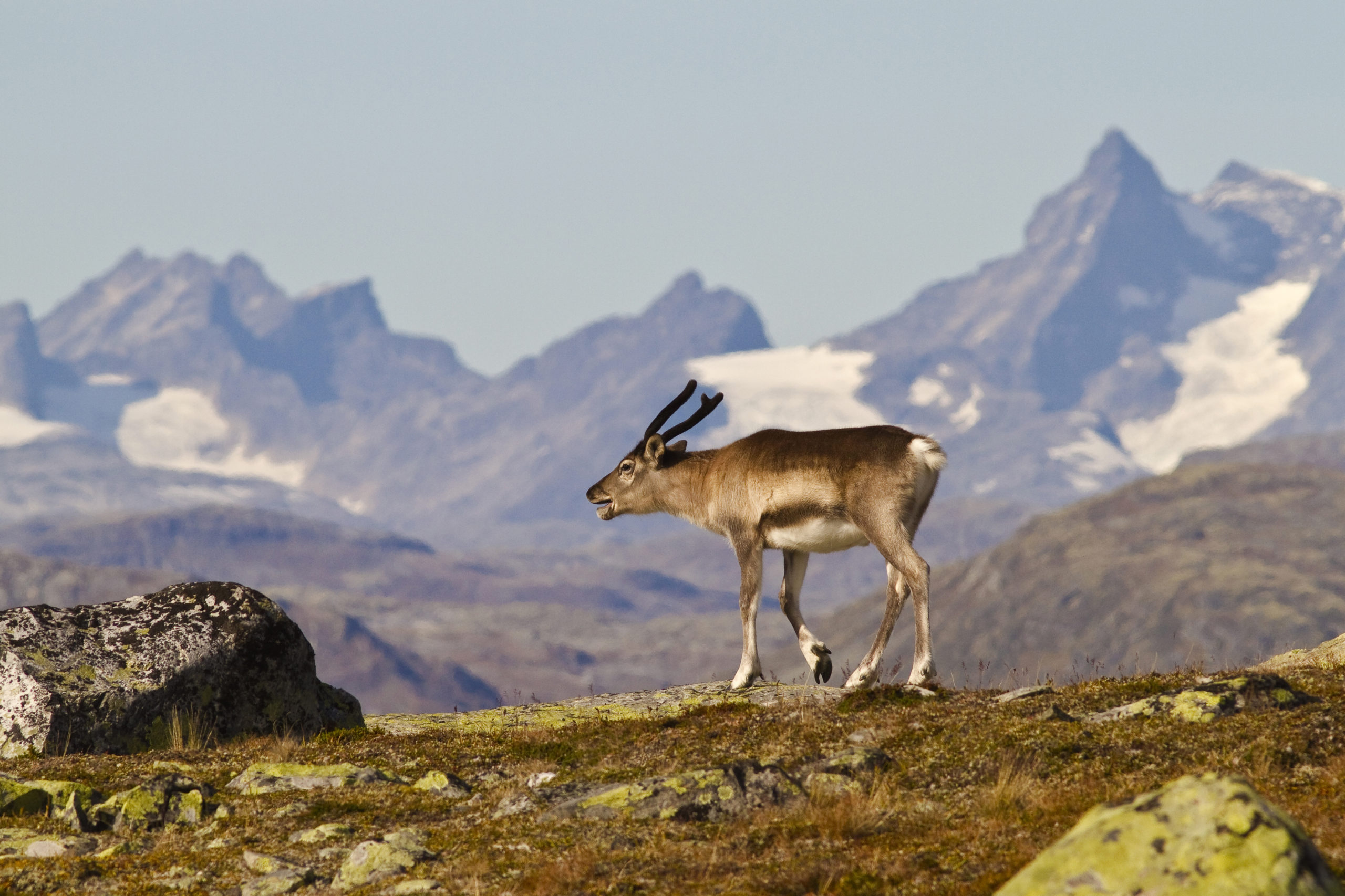 Bukkekalv mot Jotunheimen 20100905 a