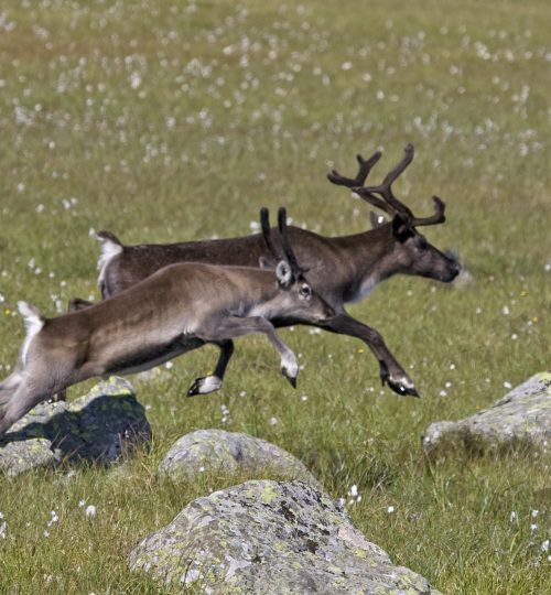 Tamrein (Rangifer tarandus)