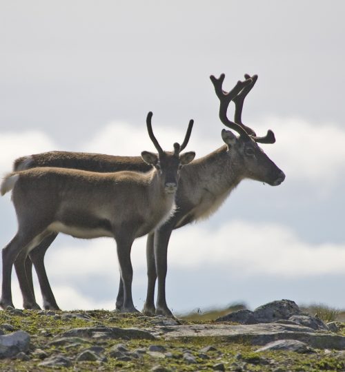 Tamrein (Rangifer tarandus)