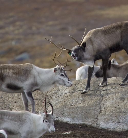 Tamrein_Rangifer tarandus