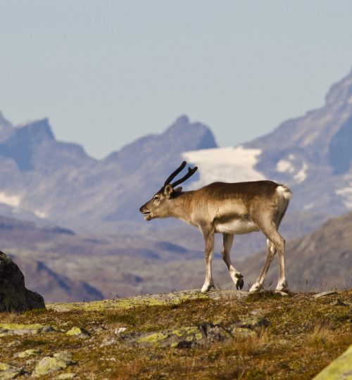 Bukkekalv mot Jotunheimen 20100905 a